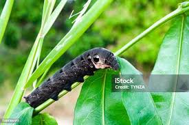 Attēlu rezultāti vaicājumam “Deilephila elpenor larva”