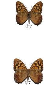 Attēlu rezultāti vaicājumam “Pararge aegeria upperside”