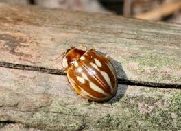 Attēlu rezultāti vaicājumam “Myzia oblongoguttata”