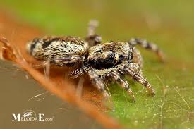 Attēlu rezultāti vaicājumam “Salticus sp.”