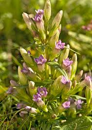 Attēlu rezultāti vaicājumam “Gentianella amarella”