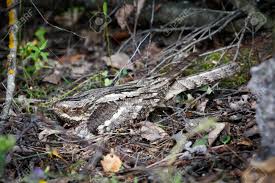 Attēlu rezultāti vaicājumam “Caprimulgus europaeus nest”