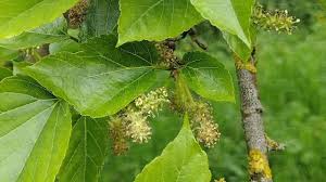 Attēlu rezultāti vaicājumam “Morus alba leaf”