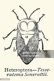 Attēlu rezultāti vaicājumam “Heteroptera”