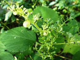 Attēlu rezultāti vaicājumam “Urtica dioica fruit”