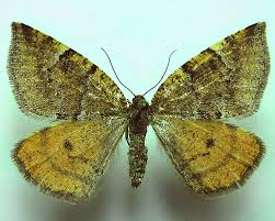 Attēlu rezultāti vaicājumam “Epirranthis diversata”