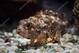 Image result for Scorpaena porcus