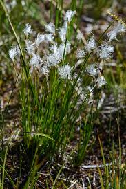 Attēlu rezultāti vaicājumam “Trichophorum alpinum flower”