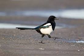 Attēlu rezultāti vaicājumam “Pica pica adult”