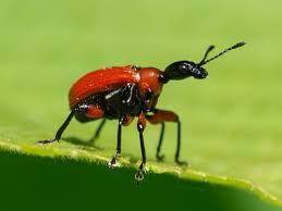 Attēlu rezultāti vaicājumam “Apoderus coryli”