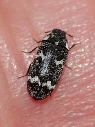 Attēlu rezultāti vaicājumam “Megatoma undata”