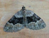 Attēlu rezultāti vaicājumam “Xanthorhoe quadrifasiata”