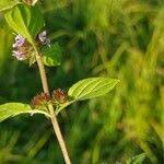 Attēlu rezultāti vaicājumam “Mentha x verticillata leaf”