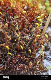 Attēlu rezultāti vaicājumam “Scorpidium revolvens”