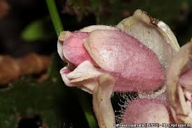 Attēlu rezultāti vaicājumam “Lathraea squamaria bud”