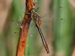 Attēlu rezultāti vaicājumam “Cordulia aenea”