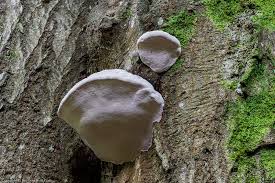 Attēlu rezultāti vaicājumam “Postia stiptica”