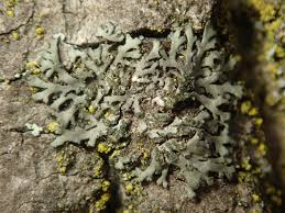 Attēlu rezultāti vaicājumam “Phaeophyscia orbicularis”