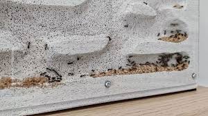Image result for ytong ants