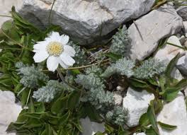 Attēlu rezultāti vaicājumam “Achillea salicifolia leaf”