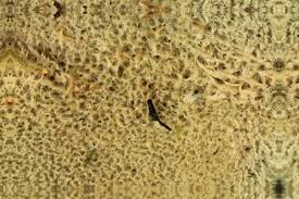 Attēlu rezultāti vaicājumam “Leptogium saturninum”