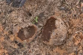 Attēlu rezultāti vaicājumam “Peziza ammophila”