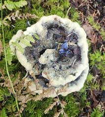 Attēlu rezultāti vaicājumam “Hydnellum aurantiacum”