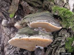 Attēlu rezultāti vaicājumam “Phellinus igniarius”
