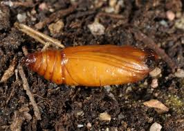 Attēlu rezultāti vaicājumam “Cosmorhoe ocellata”