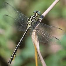 Attēlu rezultāti vaicājumam “Gomphus flavipes”