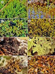 Attēlu rezultāti vaicājumam “Drepanocladus polygamus”