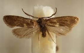 Attēlu rezultāti vaicājumam “Incurvariidae”