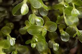 Attēlu rezultāti vaicājumam “Rhizomnium punctatum sporophyte”