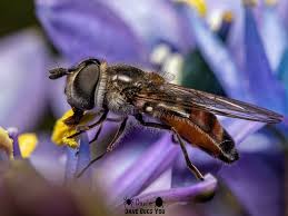 Attēlu rezultāti vaicājumam “Syrphidae”
