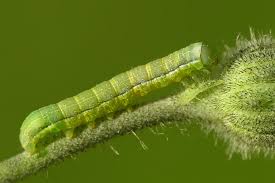 Attēlu rezultāti vaicājumam “Agrochola litura”