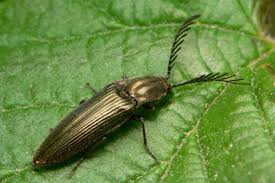 Attēlu rezultāti vaicājumam “Ctenicera pectinicornis”