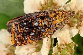 Attēlu rezultāti vaicājumam “Celypha siderana”