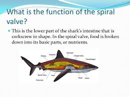 Image result for Scylliogaleus quecketti