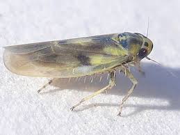 Attēlu rezultāti vaicājumam “Macrosteles sp.”