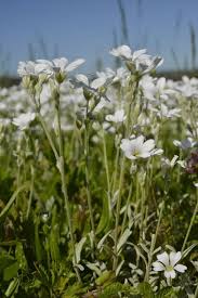 Attēlu rezultāti vaicājumam “Cerastium sylvaticum”
