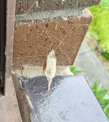 Image result for st andrews cross spider