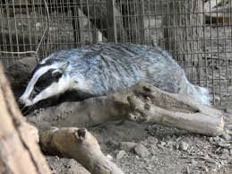 Attēlu rezultāti vaicājumam “Meles meles”