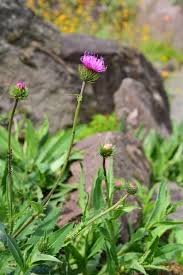 Image result for Alpendistel