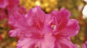Attēlu rezultāti vaicājumam “Rhododendron canadense flower”