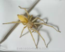 Attēlu rezultāti vaicājumam “Cheiracanthium sp.”