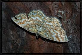 Attēlu rezultāti vaicājumam “Scopula immorata”