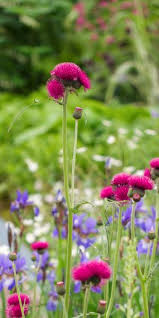 Attēlu rezultāti vaicājumam “Cirsium x rigens flower”