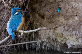 Attēlu rezultāti vaicājumam “Alcedo atthis nest”