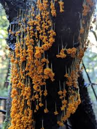 Attēlu rezultāti vaicājumam “Badhamia capsulifera var. arborea sessile”