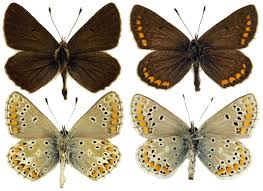 Attēlu rezultāti vaicājumam “Aricia artaxerxes”